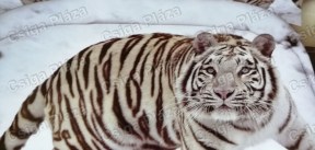 Szibériai tigris 7 részes ágynemű garnitúra